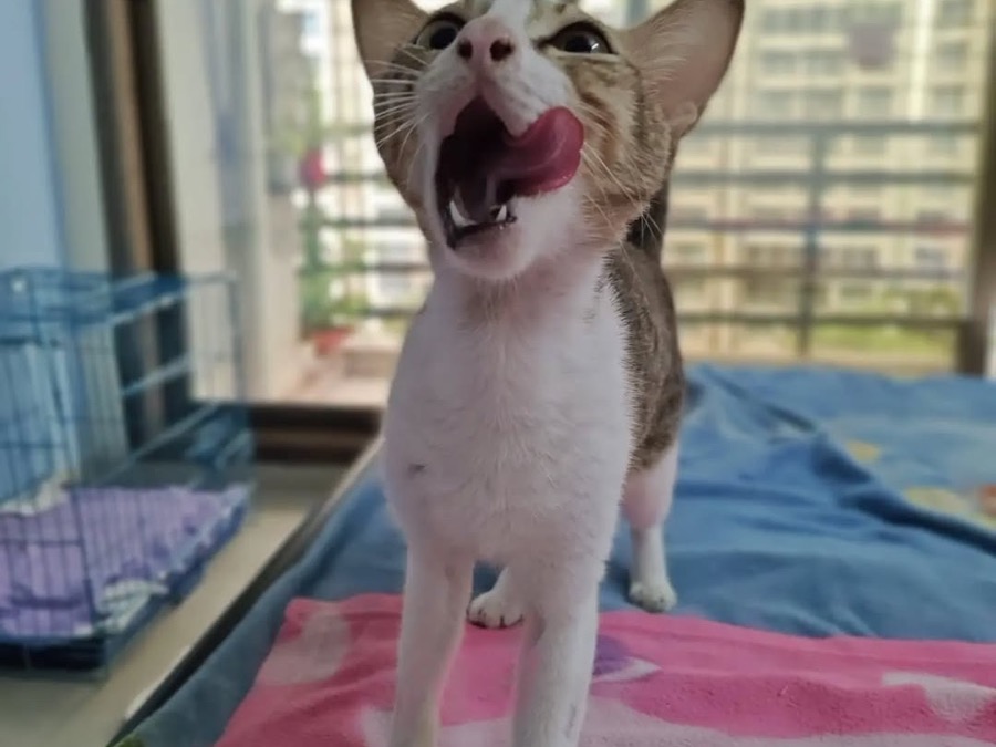 A rescued cat standing on a bed, alert and healthy