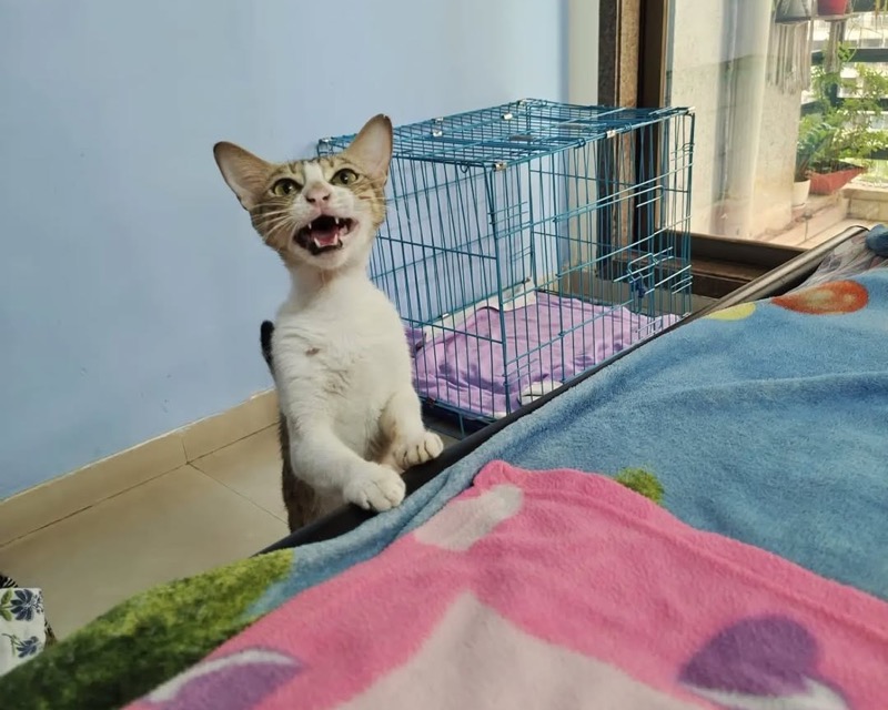 Tara the cat in the room where she recovered