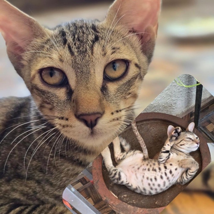 A cat carrying a toy in its mouth